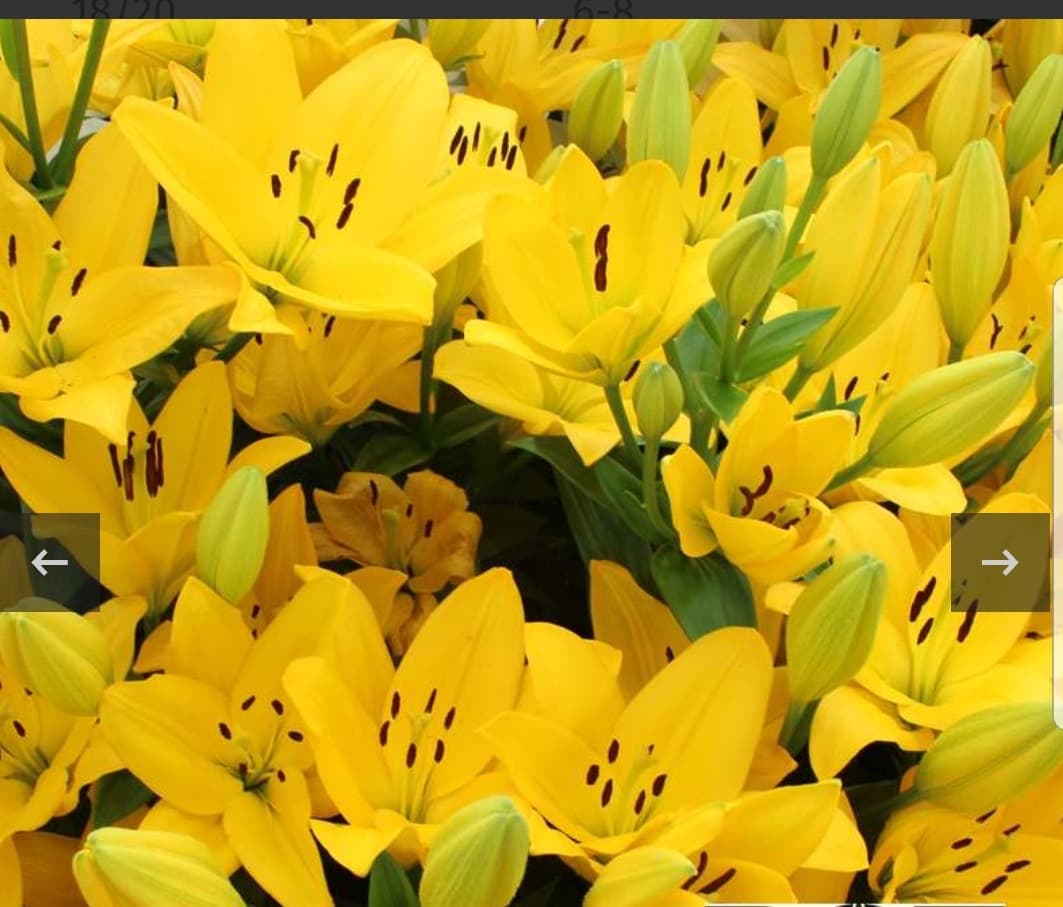 Polyhouse Facility โ Red Mirchi Associates